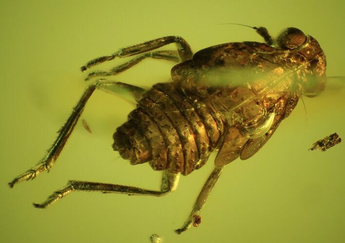 Fossil Cicada (Cicadoidea) Larva In Baltic Amber #45153
